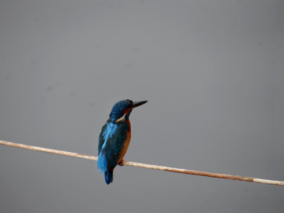 Kingfisher wildlife water