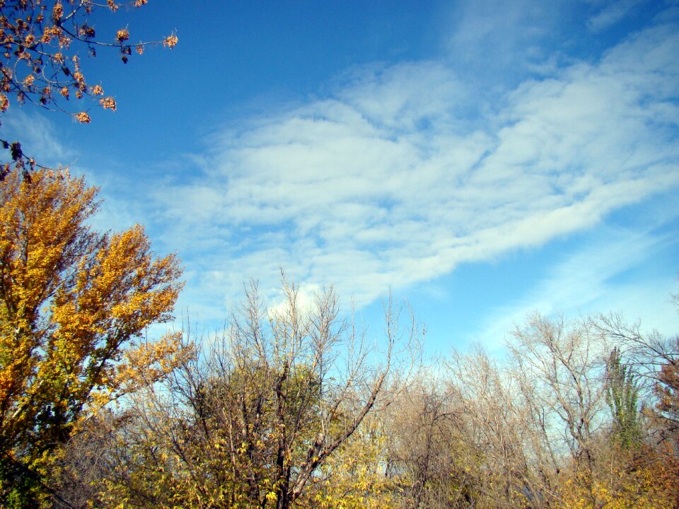 Clouds trees branch