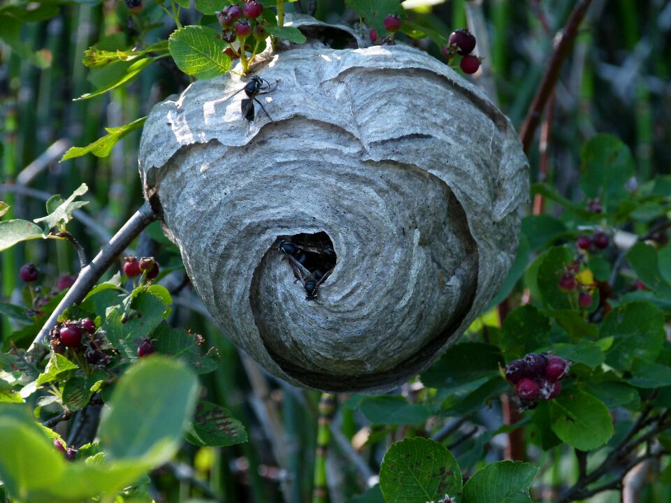 Nest building insects