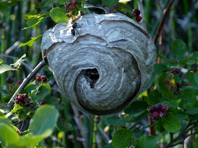 Nest building insects