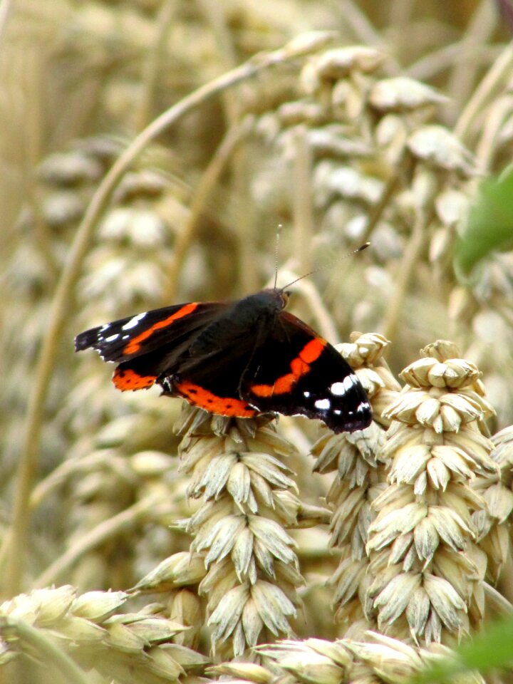 Insect patch butterflies nature