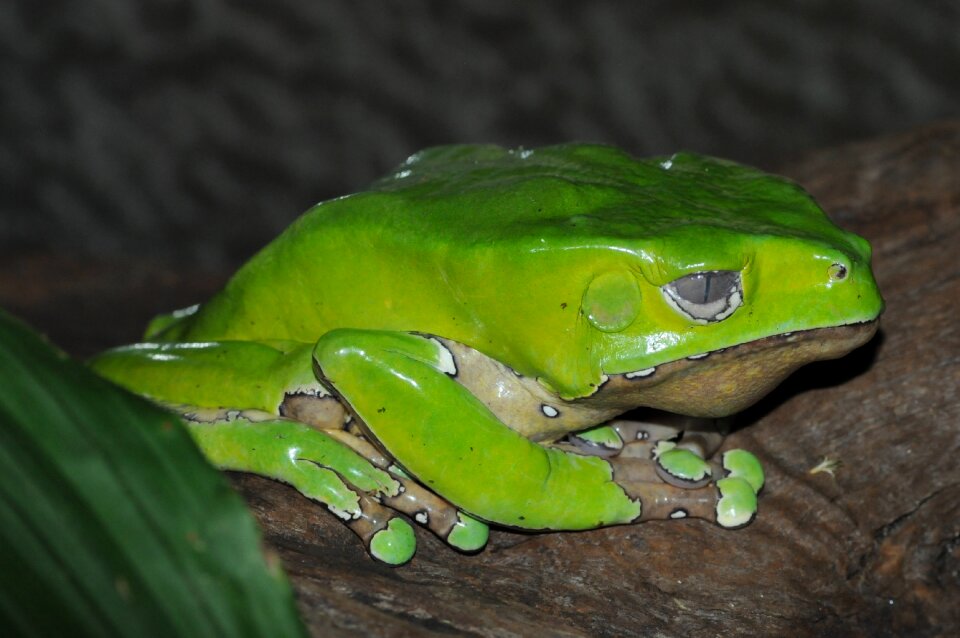 Creature frog pond close up photo