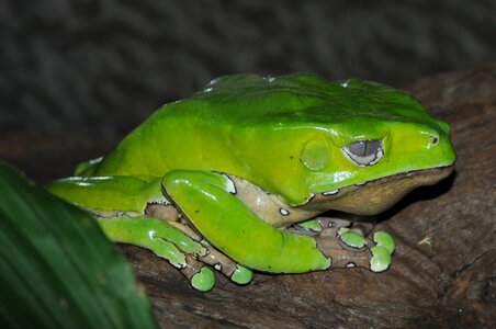 Creature frog pond close up