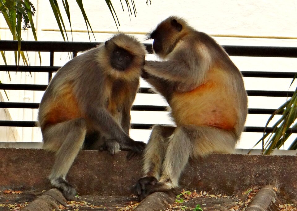 Hanuman karnataka dharwad