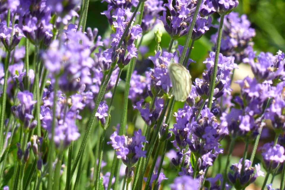 Fragrance flowers purple