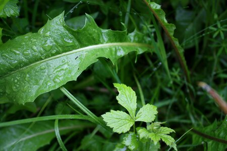 Grass rain close up photo