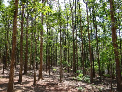 India wild travel