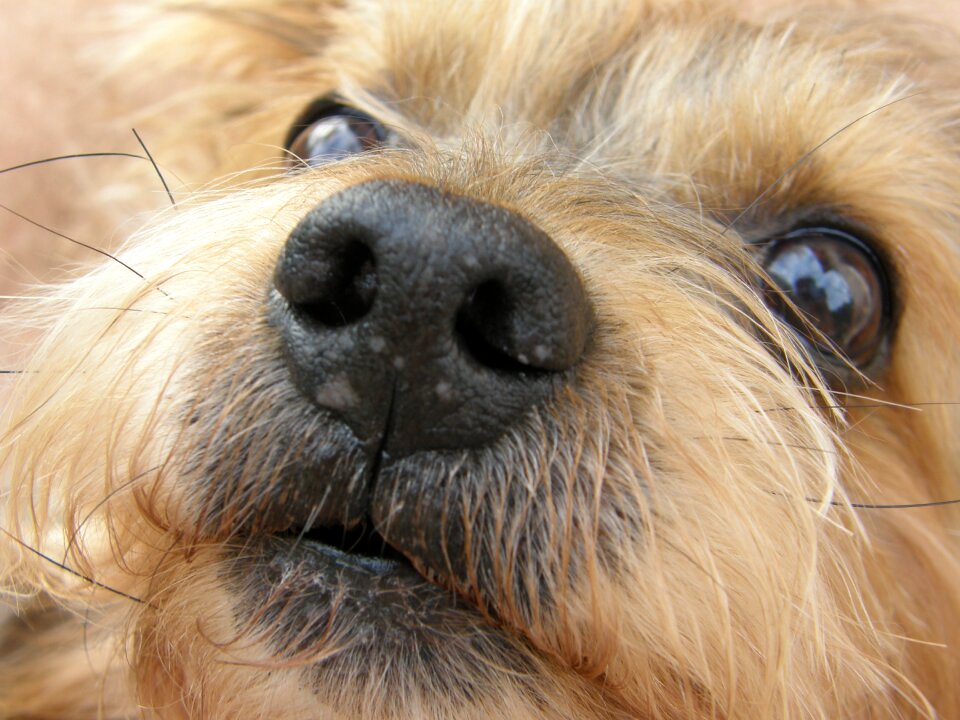 Yorkshire terrier pets summer