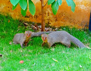 Animal dharwad karnataka photo