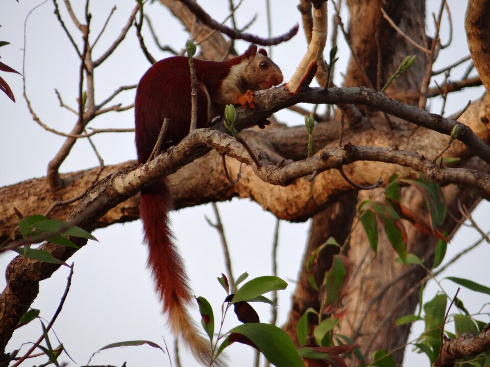 Karnataka dandeli india