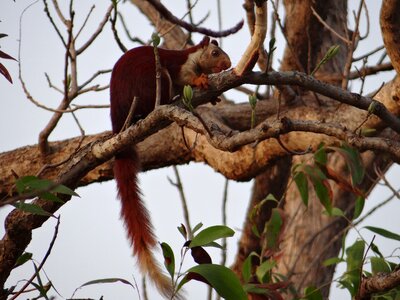Karnataka dandeli india
