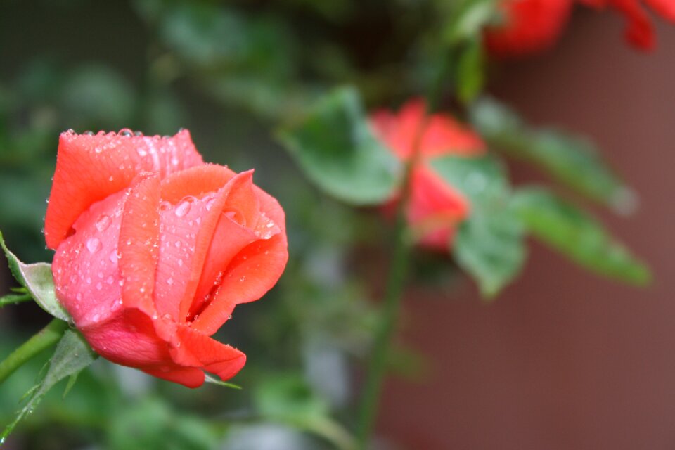 Rose rain fresh