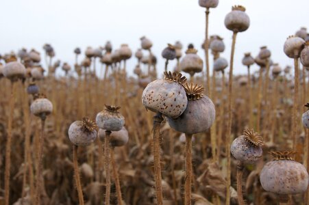 Poppy capsule faded klatschmohn