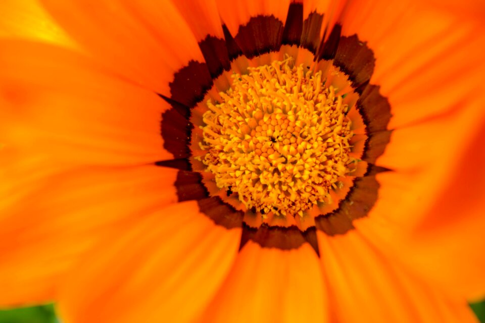 Seeds blossom bloom