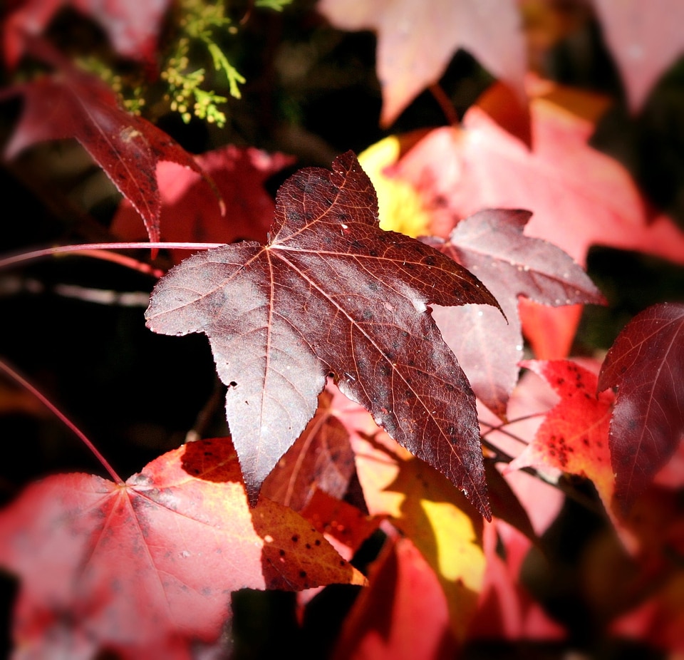 Autumn color red