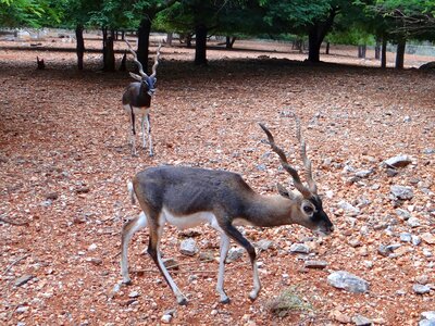 Antelope cervicapra herbivore photo