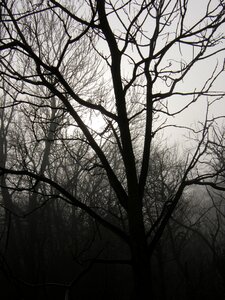 Fog mood forest photo