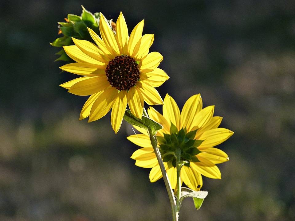 Fall desert plants