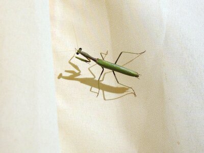 Insects animals nature