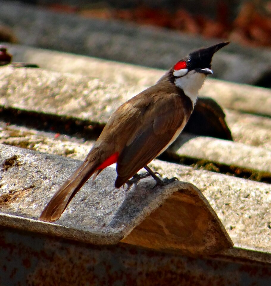 Bird bulbuls tropics