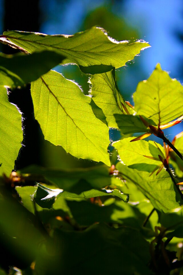 Beech leaves may spring