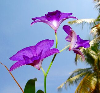 Orchidaceae beautiful flora