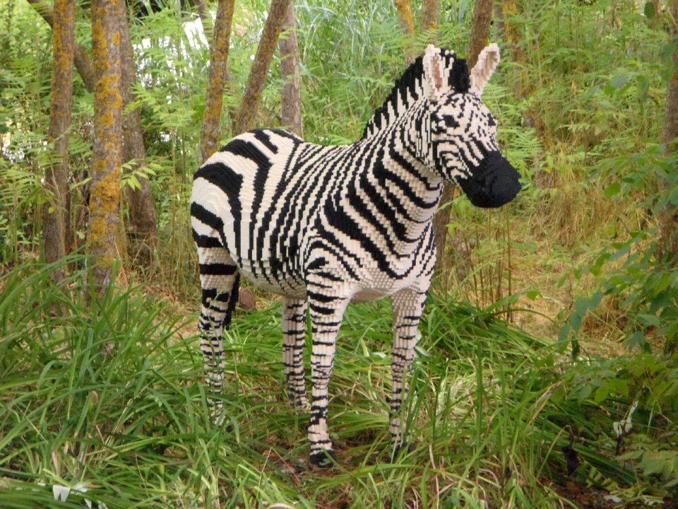 Zebra safari africa