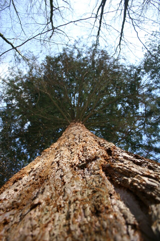 Sequoia bark box tree