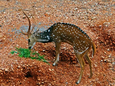 Gadag karnataka india
