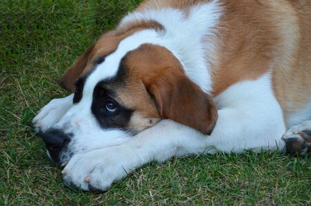 Puppy fur st bernard