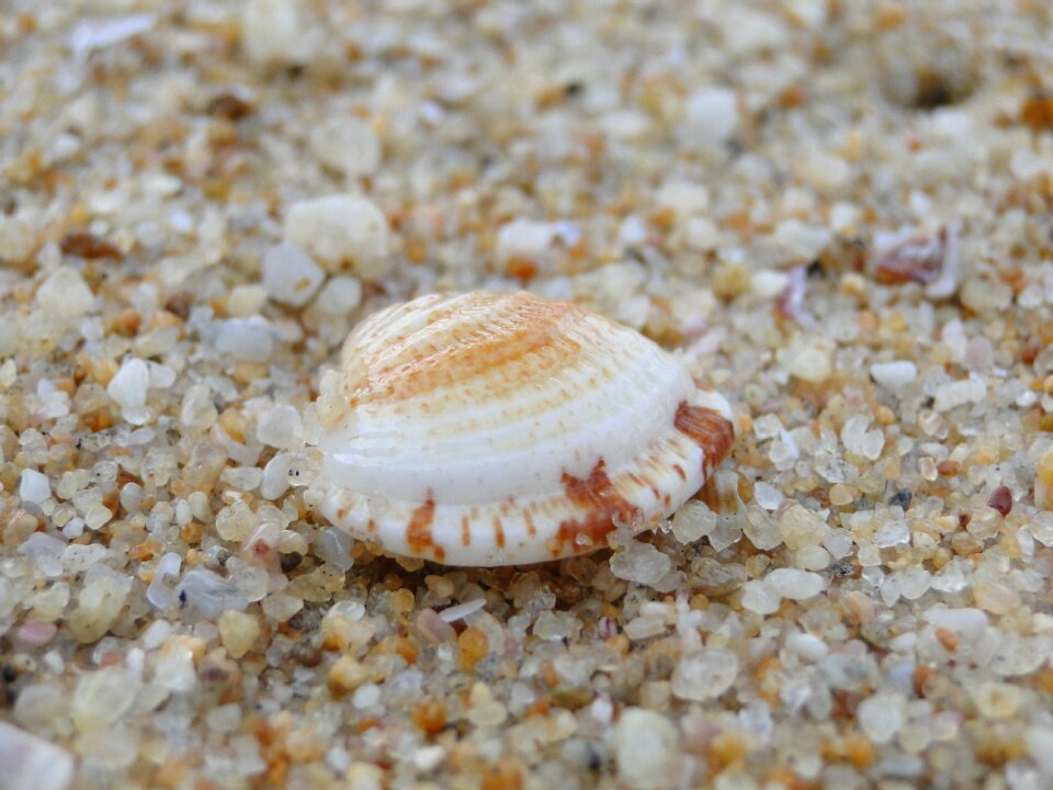 Shell sea beach