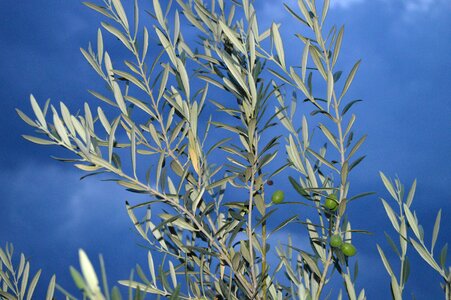 Background landscape branches