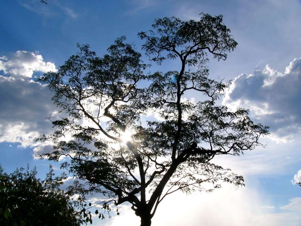 Landscape trees branch