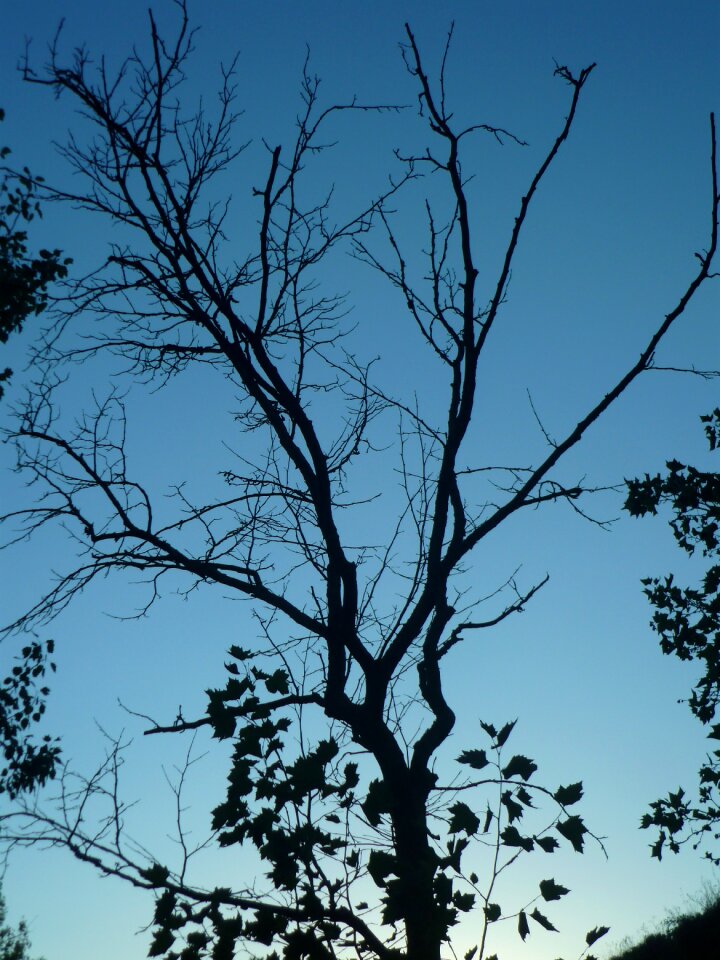 Branches dry leaves