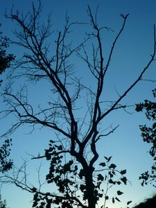 Branches dry leaves photo