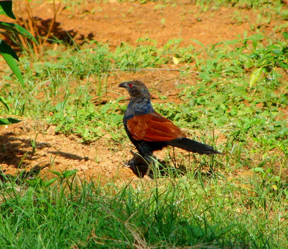 Pheasant species galliformes