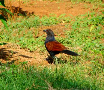Pheasant species galliformes
