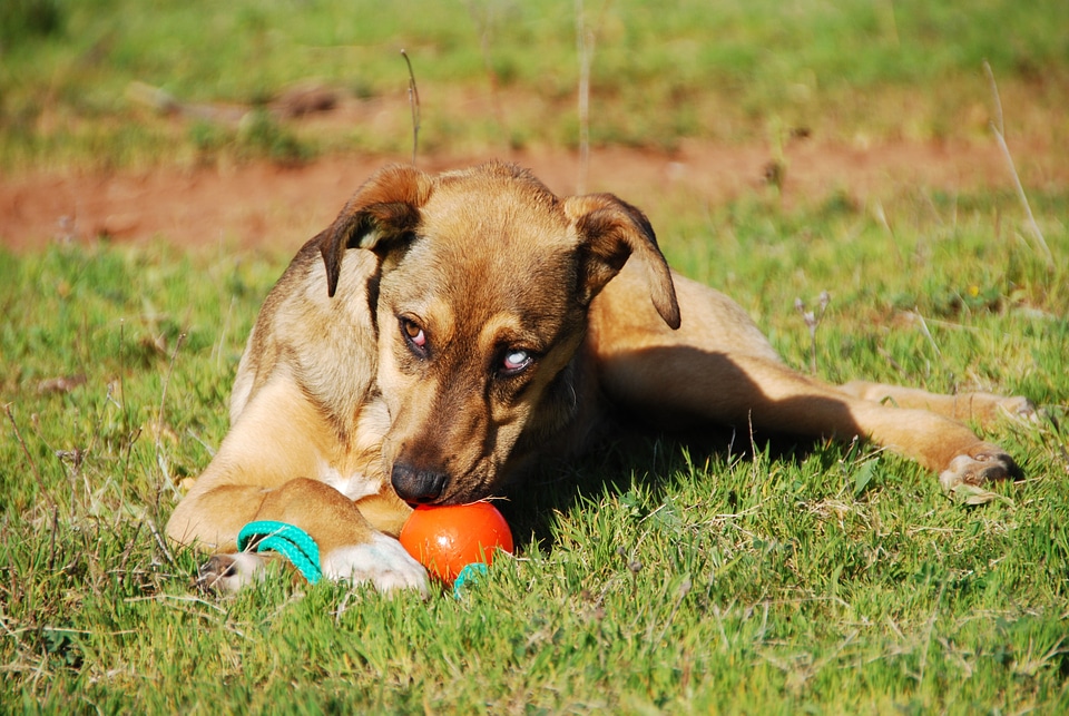 Hybrid black eye ears photo