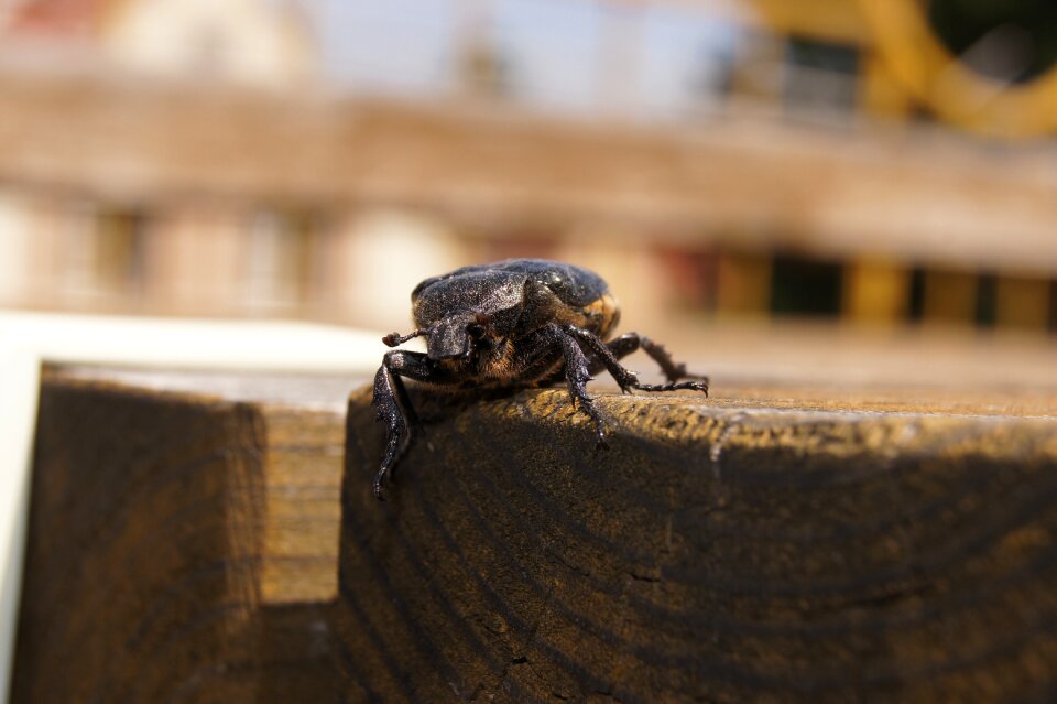 Insect nature table