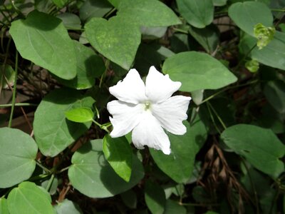 Karnataka india flower