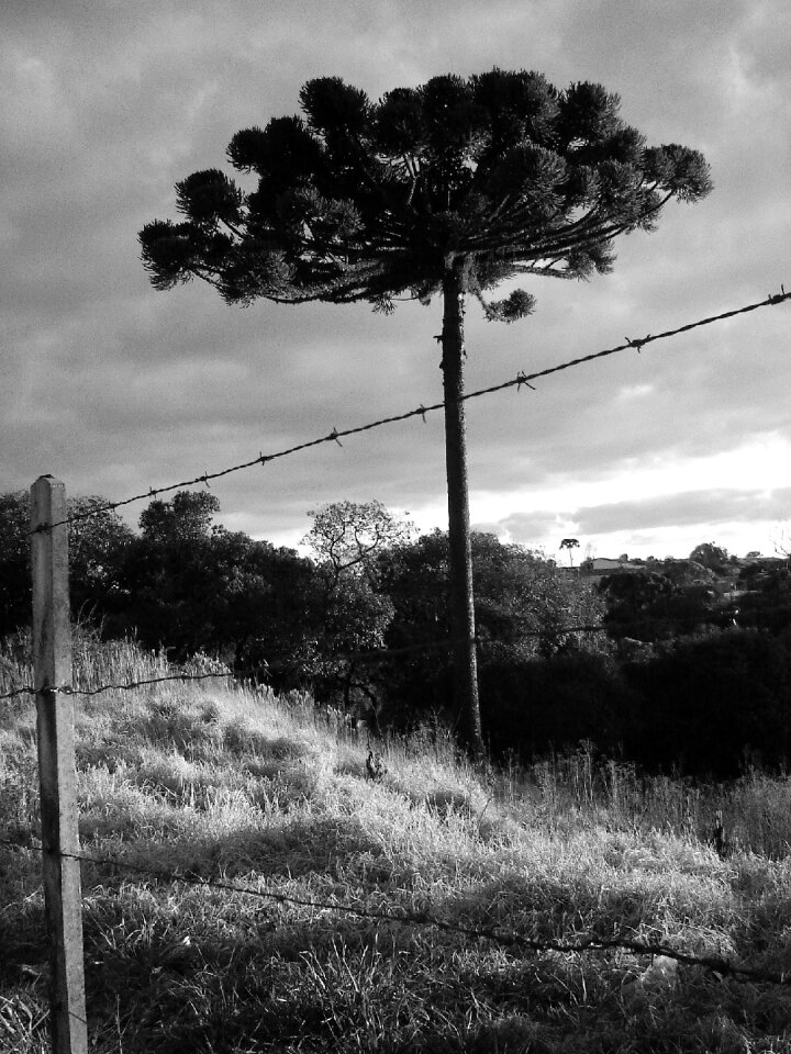 About sky araucaria