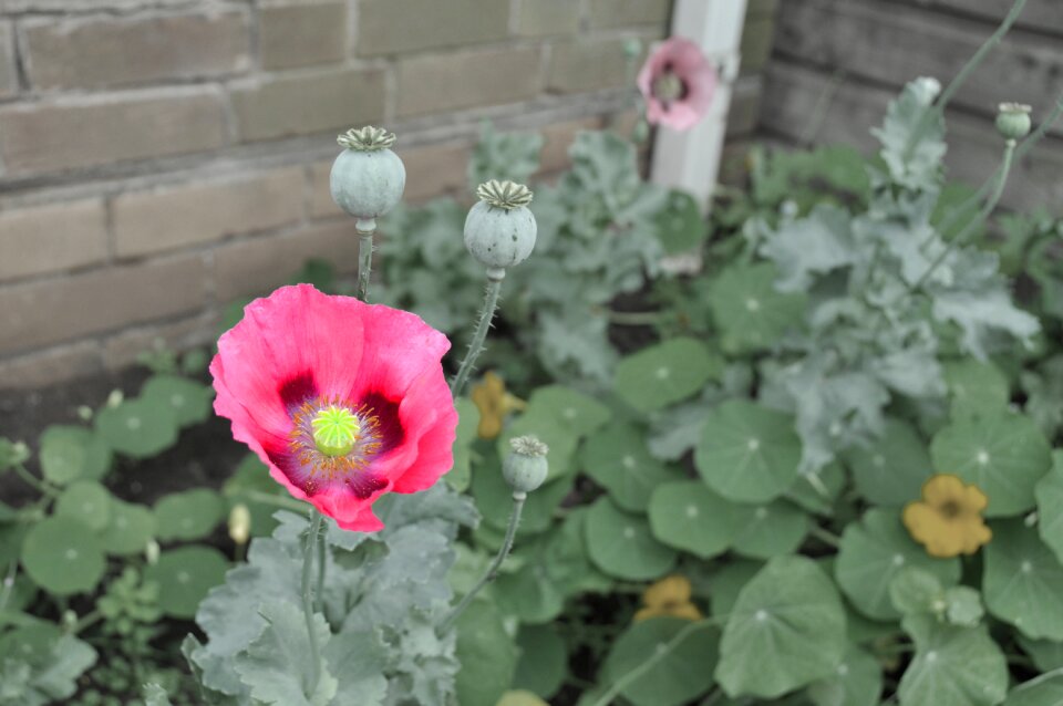 Flower poppy red