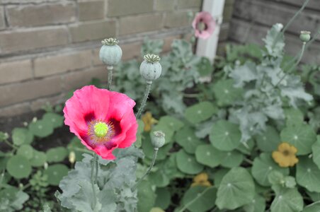 Flower poppy red