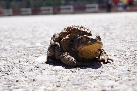 Frog romania pairing
