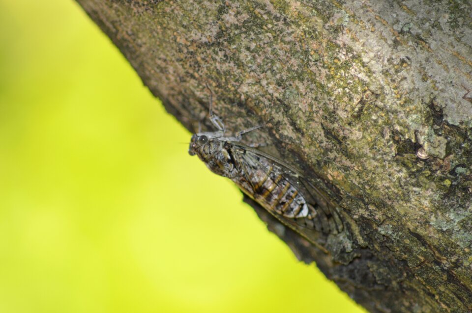 Cicada insect nature