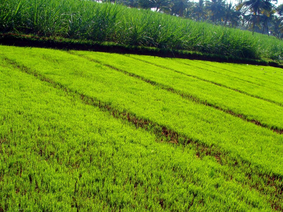 Cultivate cultivation rural