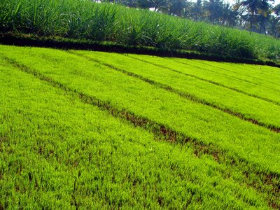 Cultivate cultivation rural