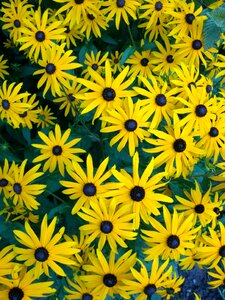 Yellow flower plant