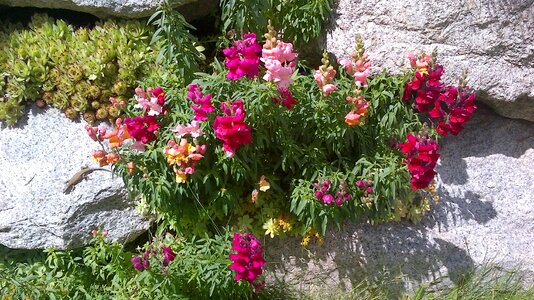 Nature bloom colorful flowers