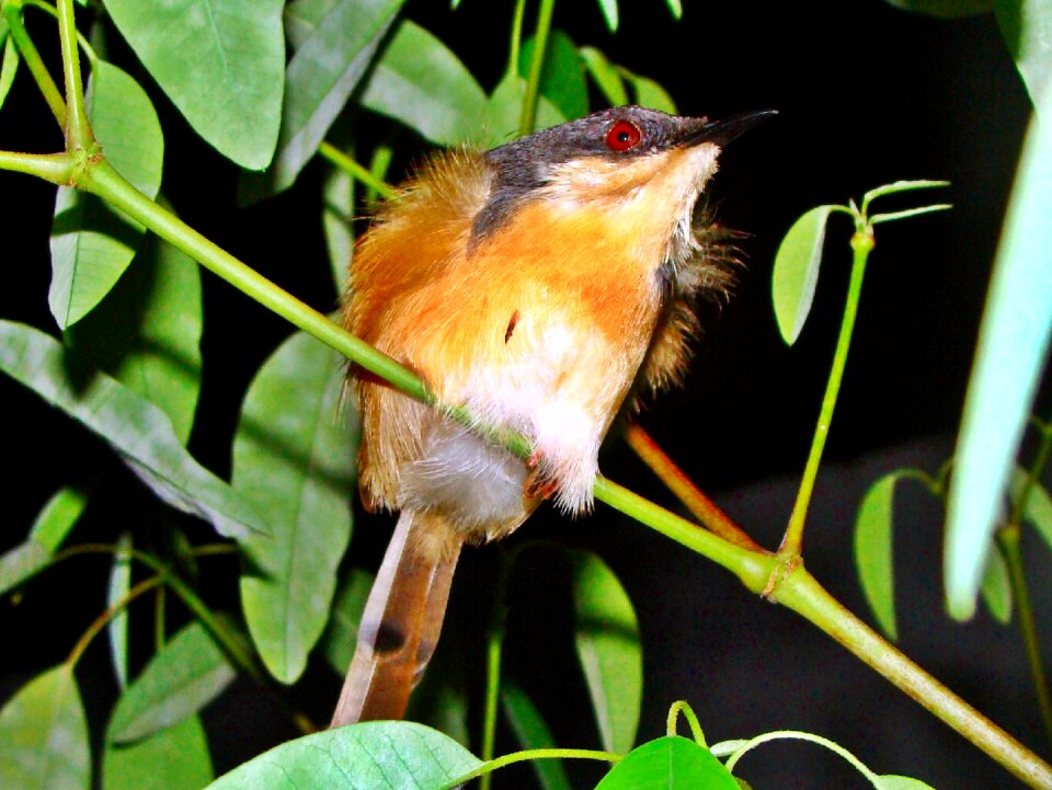 Bird nature close-up